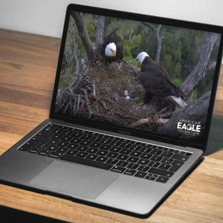 American Bald Eagle Yuengling